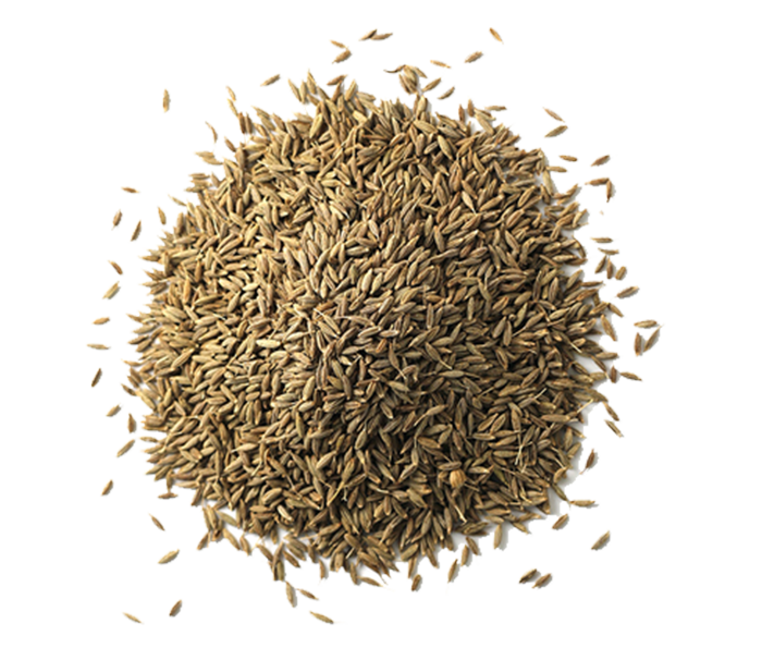 cumin-seeds-jeera-500x500-500x500-1.png